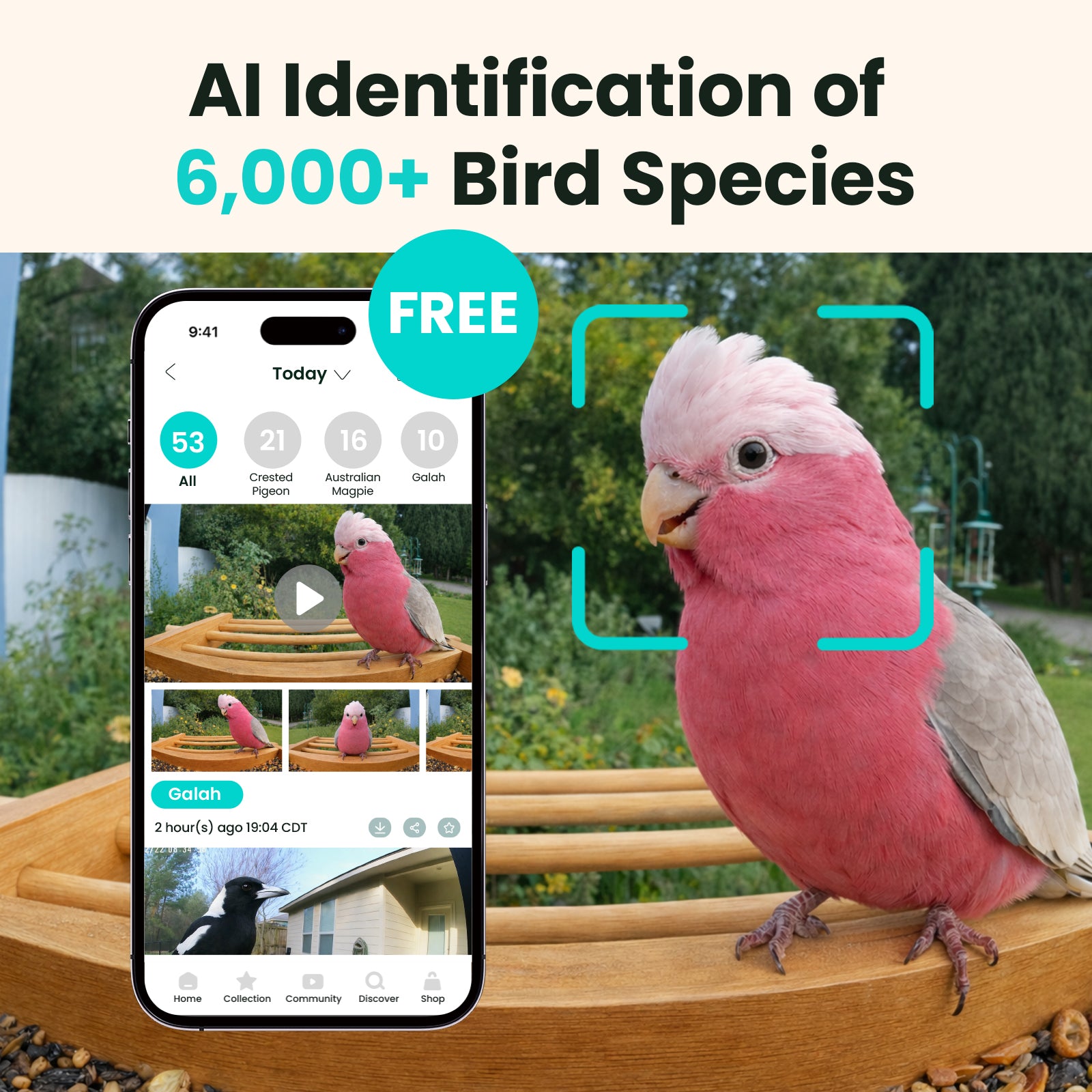 Birdfy Bamboo Feeder